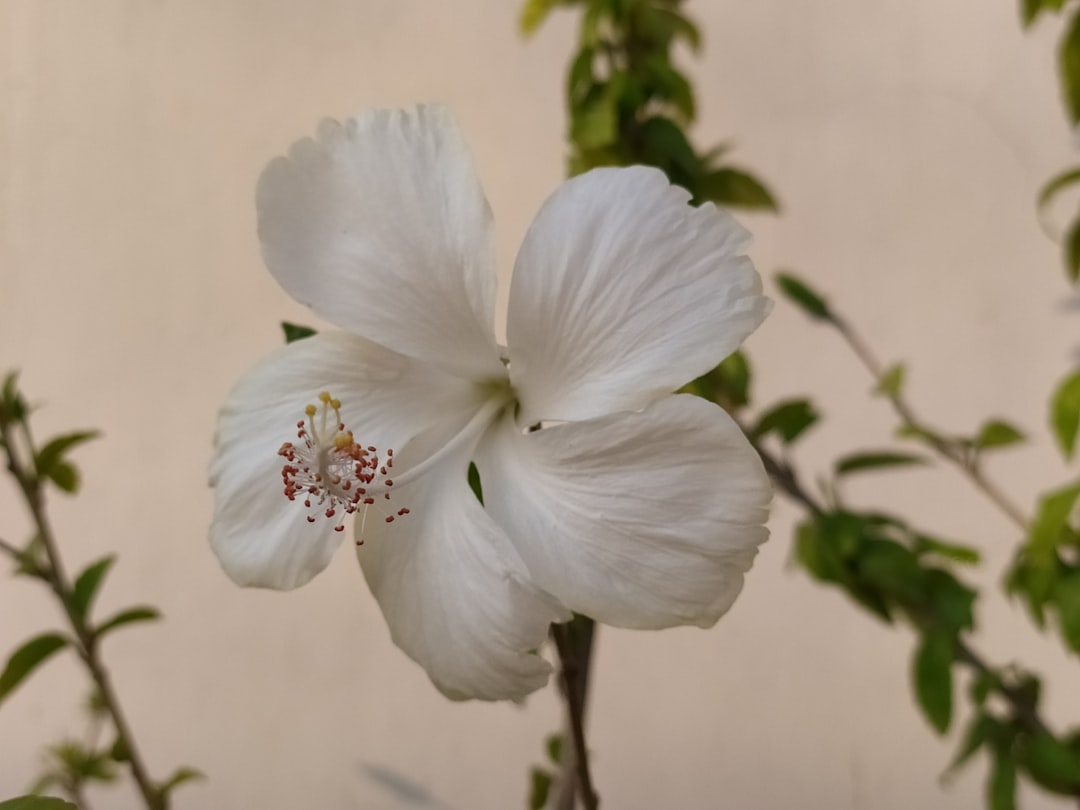 Dehradun  to Saharanpur Taxi